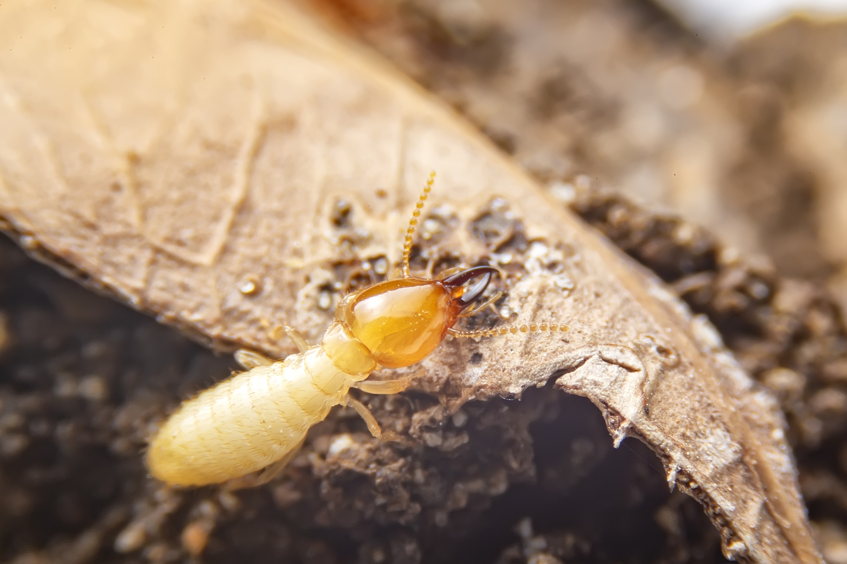 What to Expect During a Termite Inspection